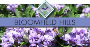 bloomfield hills pretty logo